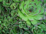 These "hens and chicks" are one of my favorites, I don't have to do a thing to them, they just keep growing, making more chicks